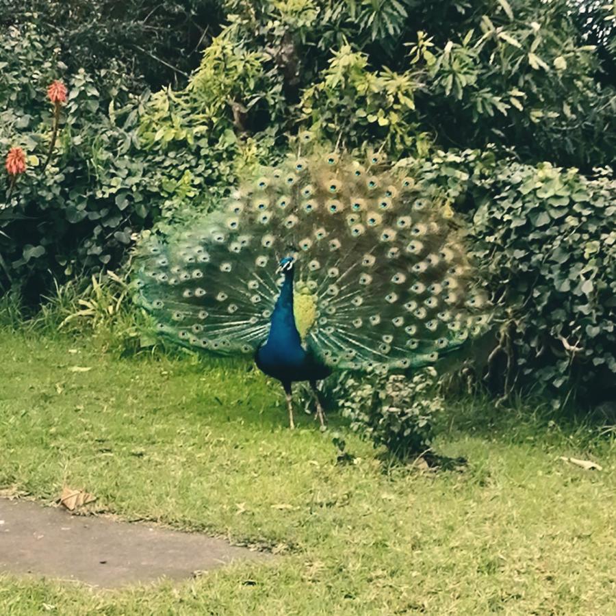 Quinta Das Almas São Roque do Pico Екстериор снимка