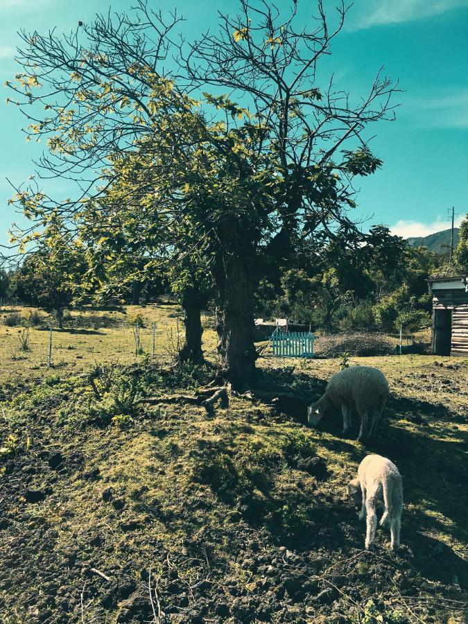 Quinta Das Almas São Roque do Pico Екстериор снимка