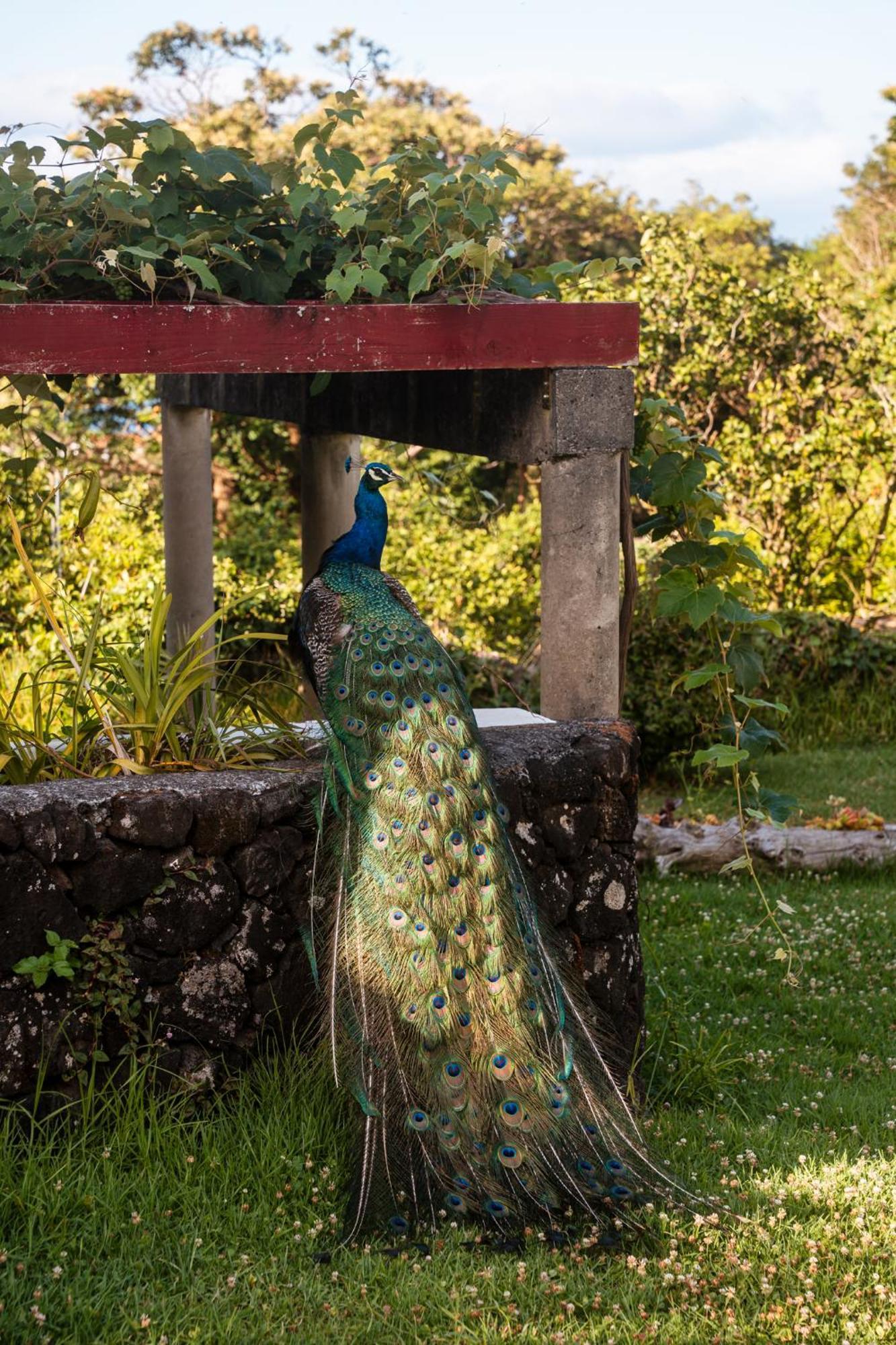 Quinta Das Almas São Roque do Pico Екстериор снимка